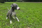 Un Italian Greyhuahua sur un terrain herbeux 