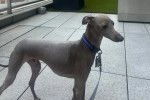 Un Italian Greyhuahua sur une surface bétonnée et qui est tenu en laisse 