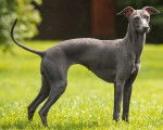 Un Italian Greyhuahua sur une terrain gazonné et regardant vers la caméra