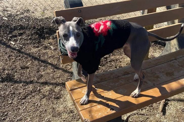 Un Italian Greyhuahua sur un banc en bois et portant un habit pour chien