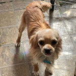 Un Chi-Spaniel sur un sol carrel&eacute; et portant un collier autour du cou