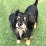 Un Chi-Spaniel sur une surface herbac&eacute;e et regardant vers la cam&eacute;ra 