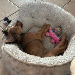 Un Chi-Spaniel allong&eacute; dans un panier et semblant d&eacute;tendu 