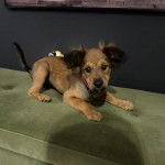 Un Chi-Spaniel sur un canap&eacute; et portant un collier autour du cou 