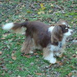 Un Chi-Spaniel sur un terrain herbeux et portant un collier autour du cou