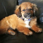 Un Chi-Spaniel allong&eacute; sur un canap&eacute; et portant un collier autour du cou