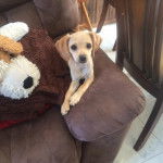 Un Chi-Spaniel allong&eacute; sur un canap&eacute; et regardant vers la cam&eacute;ra 