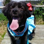 Un Chi-Spaniel ayant la langue pendante et qui est tenu en laisse 