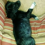 Un Chi-Spaniel allong&eacute; sur un canap&eacute; et semblant d&eacute;tendu 