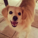 Un Chi-Spaniel sur un sol carrel&eacute; et ayant la gueule ouverte 