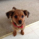 Un Chi-Spaniel assis sur un tapis et portant un collier autour du cou