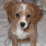 Un Chi-Spaniel assis sur un lit et semblant d&eacute;tendu