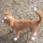 Un Chi-Spaniel sur une surface herbac&eacute;e et semblant d&eacute;tendu