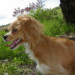 Un Chi-Spaniel sur un terrain herbeux et tirant la langue 