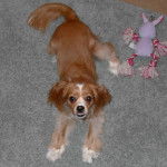 Un Chi-Spaniel allong&eacute; sur un tapis et rgardant vers la cam&eacute;ra 