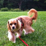 Un Chi-Spaniel sur un terrain herbeux et qui est tenu en laisse 
