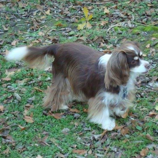 Un Chi-Spaniel sur un terrain herbeux et portant un collier autour du cou
