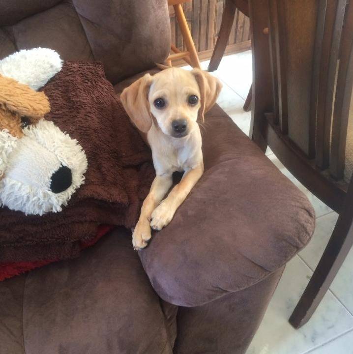Un Chi-Spaniel allongé sur un canapé et regardant vers la caméra 