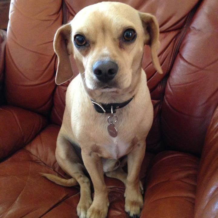 Un Chi-Spaniel assis sur un fauteuil et portant un collier autour du cou
