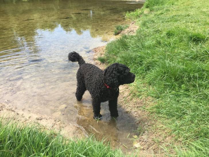 Photo Chien d'Eau Portugais