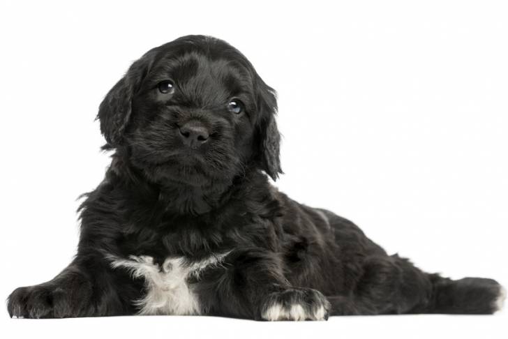 Photo Chien d'Eau Portugais