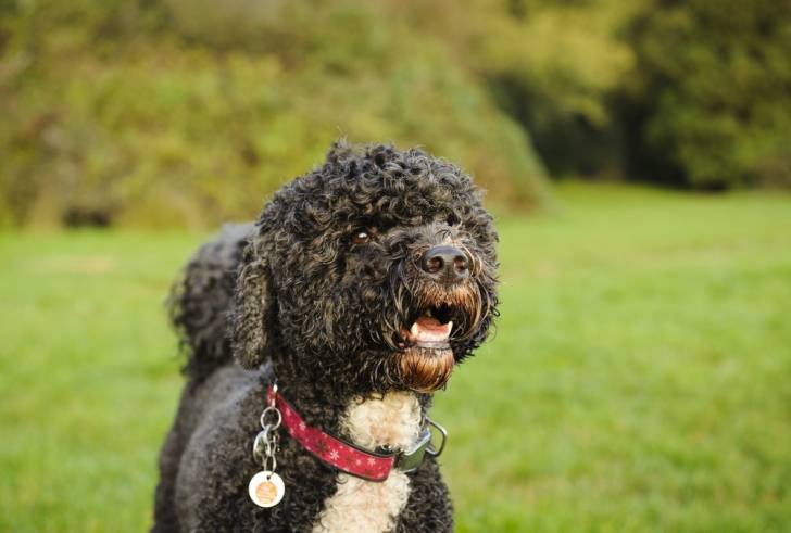 Photo Chien d'Eau Portugais