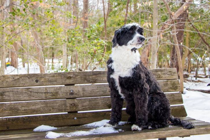 Photo Chien d'Eau Portugais