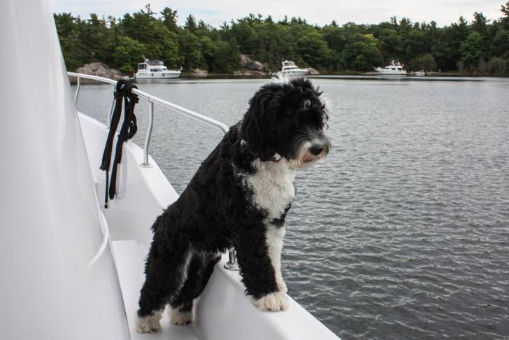 Photo Chien d'Eau Portugais