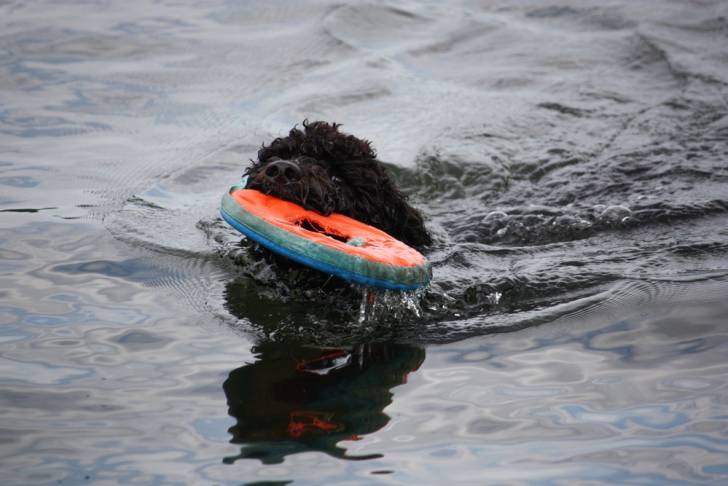 Photo Chien d'Eau Portugais