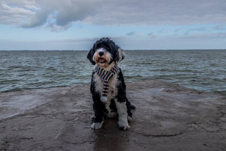 Photo Chien d'Eau Portugais