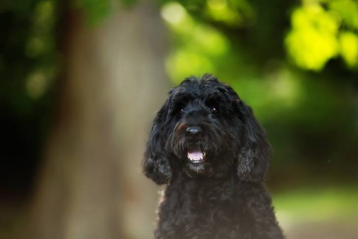 Photo Chien d'Eau Portugais