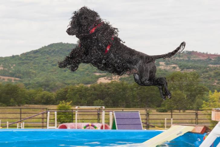 Photo Chien d'Eau Portugais
