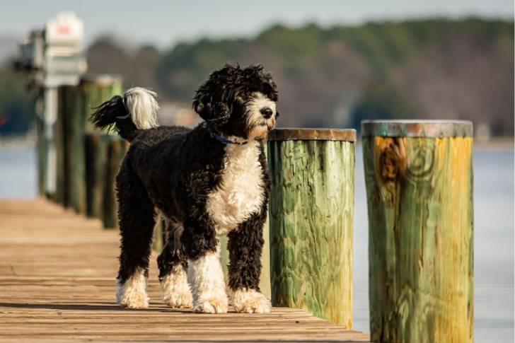 Un Chien d'Eau Portugais noir et blanc sur un ponton de pêche