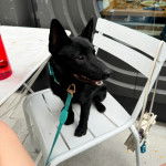 Un Schipper Chi assis sur une chaise et qui est tenu en laisse 