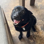 Un Schipper Chi assis sur une surface bétonnée et portant un collier autour du cou 