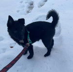 Un Schipper Chi sur une surface enneigée et qui est tenu en laisse 