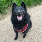 Un Schipper Chi assis et portant un harnais 