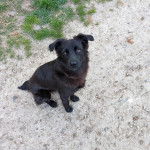 Un Schipper Chi assis sur une surface sableuse et regardant vers la caméra 