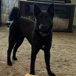 Un Schipper Chi sur une moquette et portant un collier autour du cou 