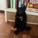 Un Schipper Chi assis sur un plancher et portant un collier autour du cou