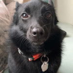 Un Schipper Chi assis et portant un collier autour du cou