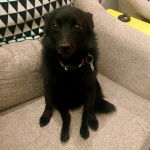 Un Schipper Chi assis sur un canapé et portant un collier autour du cou