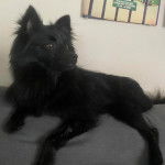 Un Schipper Chi allongé sur un canapé et semblant détendu 