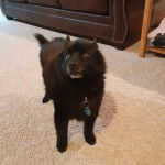 Un Schipper Chi sur une moquette et portant un collier autour du cou