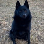 Un Schipper Chi assis sur un terrain herbeux et semblant détendu 