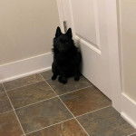 Un Schipper Chi assis sur un sol carrelé et regardant vers la caméra 