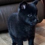 Un chiot Schipper Chi sur un plancher et semblant détendu 