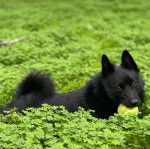 Un Schipper Chi allongé sur une surface herbacée et ayant une balle de tennis dans la gueule 