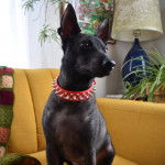 Un Schipper Chi assis sur un canapé et portant un collier autour du cou