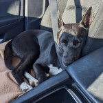 Un Schipper Chi allongé sur le siège d'une voiture et semblant dormir 